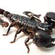The emperor scorpion, one of the largest scorpions on the planet. Image: Wikimedia